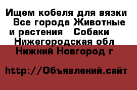 Ищем кобеля для вязки - Все города Животные и растения » Собаки   . Нижегородская обл.,Нижний Новгород г.